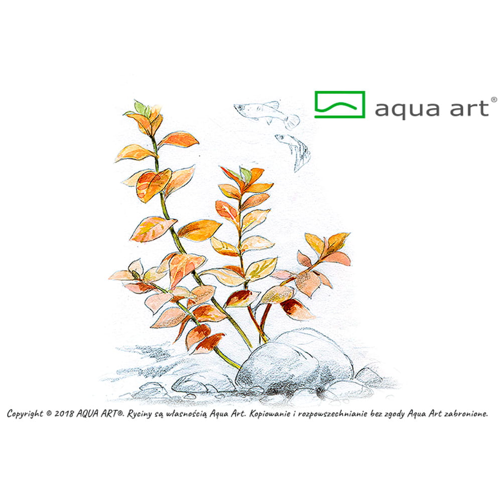 Ludwigia Ovalis IN VITRO KUBEK.jpg